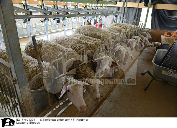 Lacaune-Schafe / Lacaune Sheeps / FH-01304