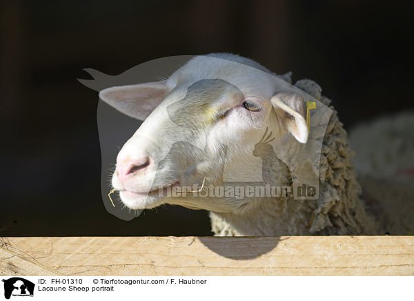 Lacaune Sheep portrait / FH-01310