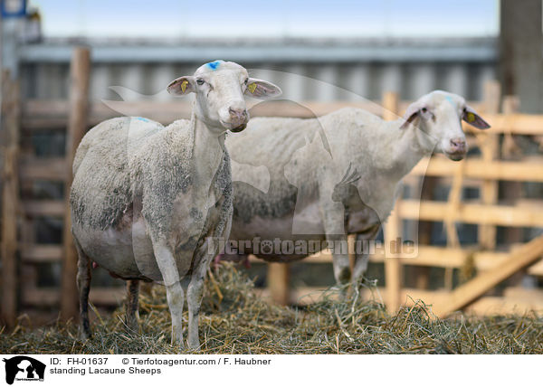 standing Lacaune Sheeps / FH-01637