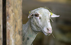 Lacaune Sheep portrait
