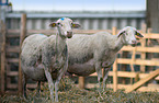 standing Lacaune Sheeps