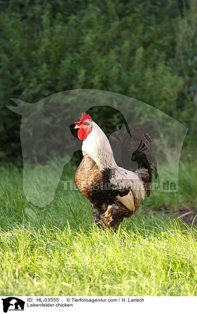Lakenfelder chicken / HL-03555