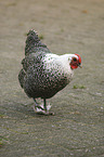 Lakenfelder chicken