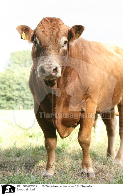 Limousin bull / SG-02309