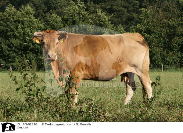 Limousin / Limousin / SG-02310