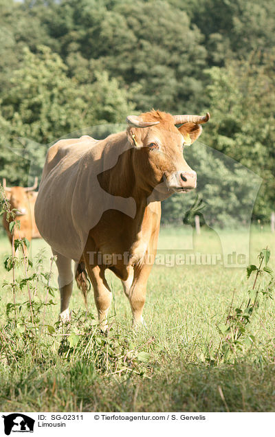 Limousin / SG-02311