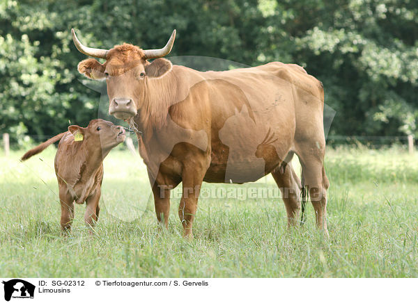 Limousins / SG-02312