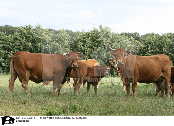 Limousins / SG-02314