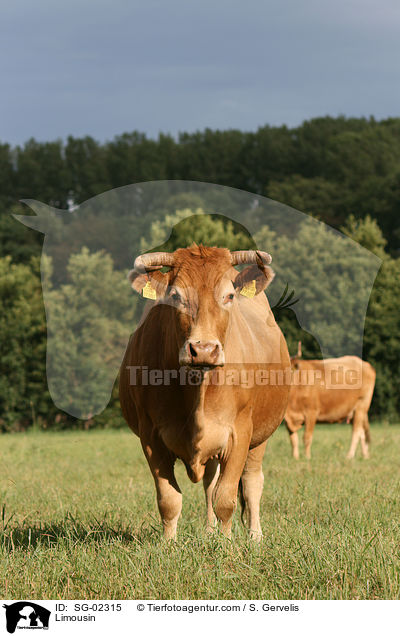 Limousin / Limousin / SG-02315