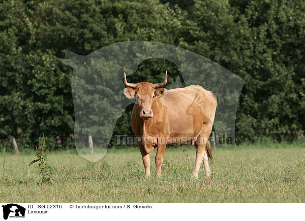 Limousin / Limousin / SG-02316