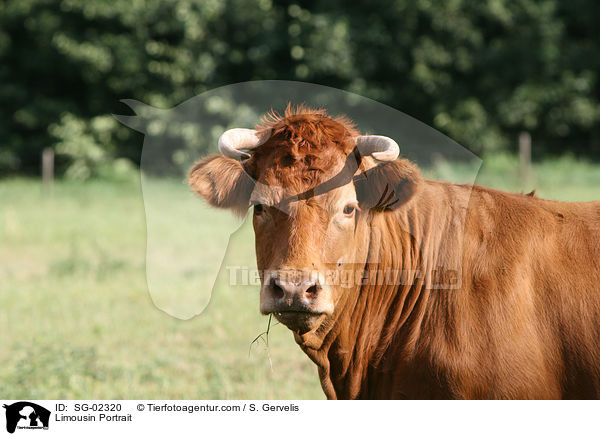 Limousin Portrait / SG-02320