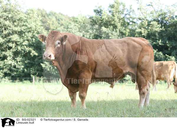 Limousin Bulle / Limousin bull / SG-02321