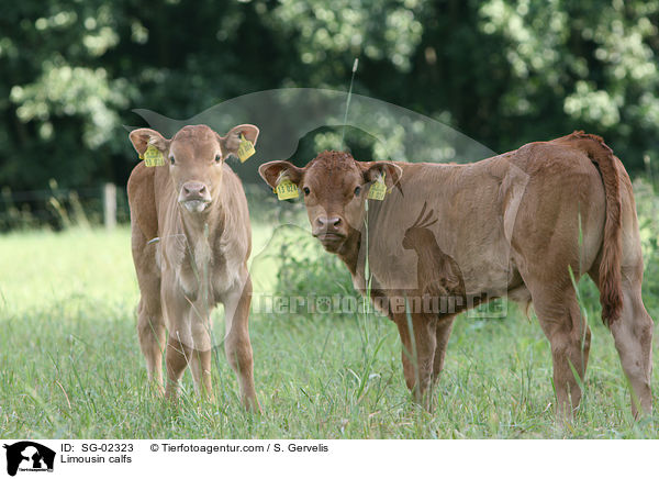 Limousin calfs / SG-02323