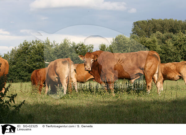 Limousins / SG-02325
