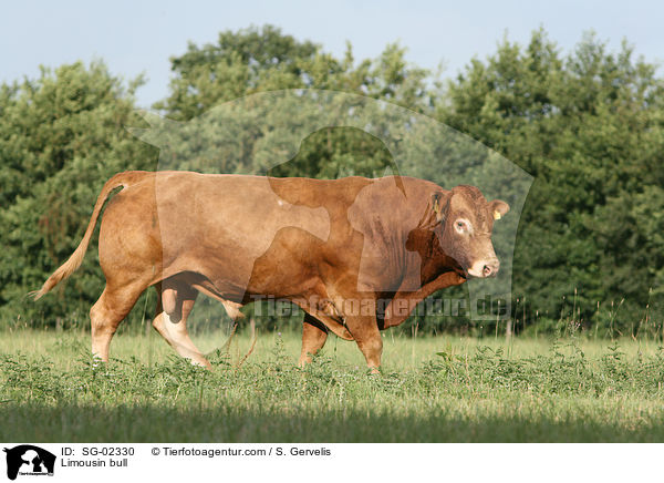 Limousin bull / SG-02330