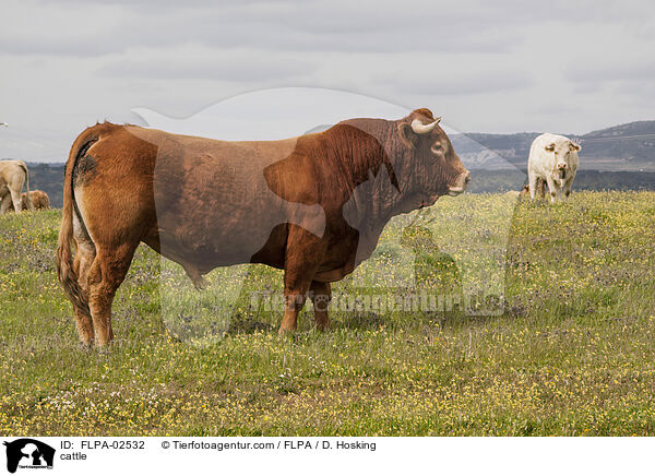 Rinder / cattle / FLPA-02532