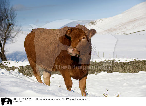 Limousin / FLPA-02623