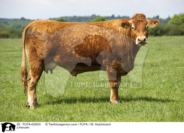 Limousin / FLPA-02624