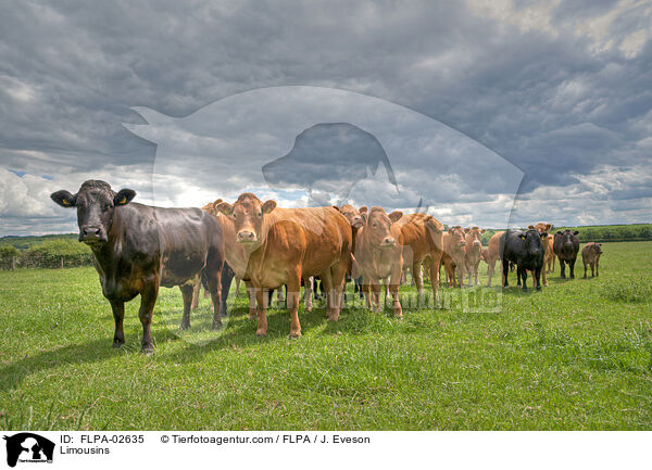 Limousins / FLPA-02635