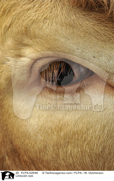 Limousin eye / FLPA-02646