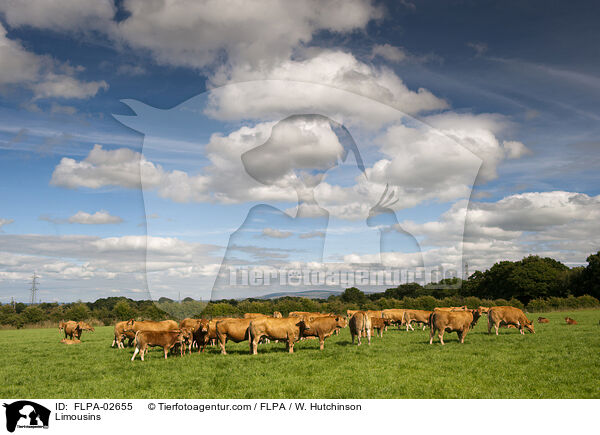 Limousins / FLPA-02655