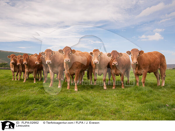 Limousins / FLPA-02662