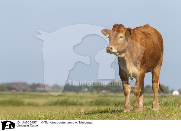Limousin Cattle / AM-05957