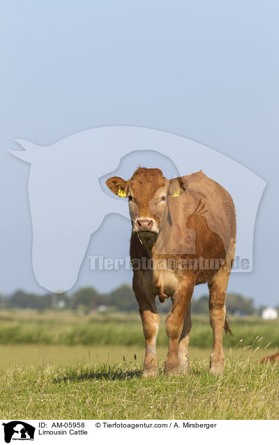 Limousin Cattle / AM-05958