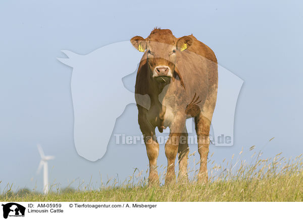 Limousin Cattle / AM-05959