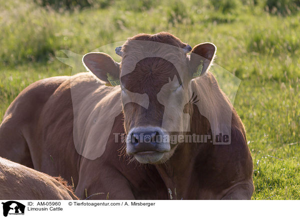Limousin Cattle / AM-05960