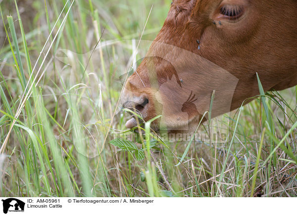 Limousin Cattle / AM-05961