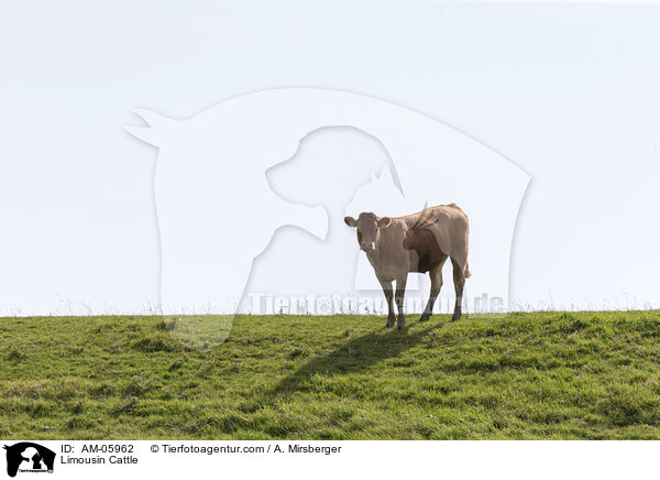 Limousin / Limousin Cattle / AM-05962