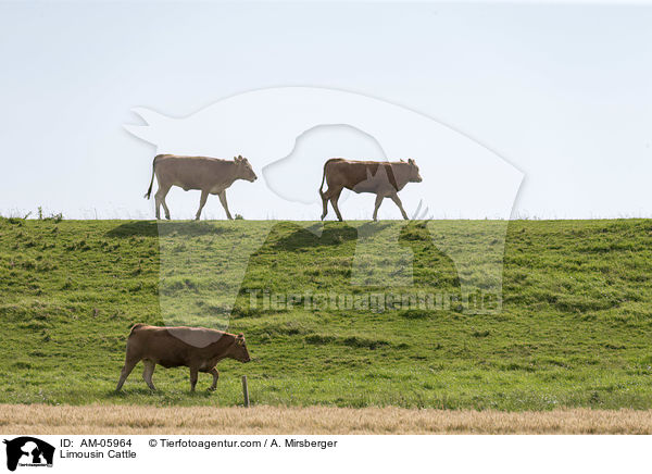 Limousin Cattle / AM-05964