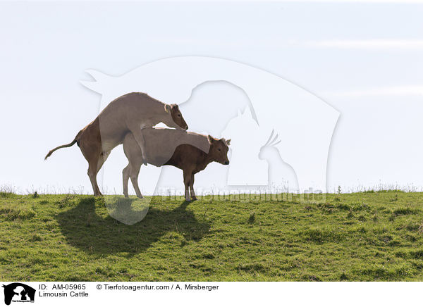 Limousin Cattle / AM-05965