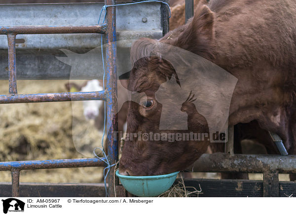 Limousin / Limousin Cattle / AM-05967