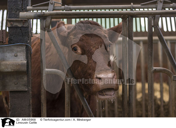 Limousin / Limousin Cattle / AM-05968