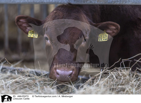 Limousin Cattle / AM-05970