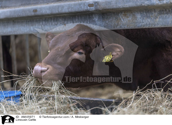 Limousin Cattle / AM-05971