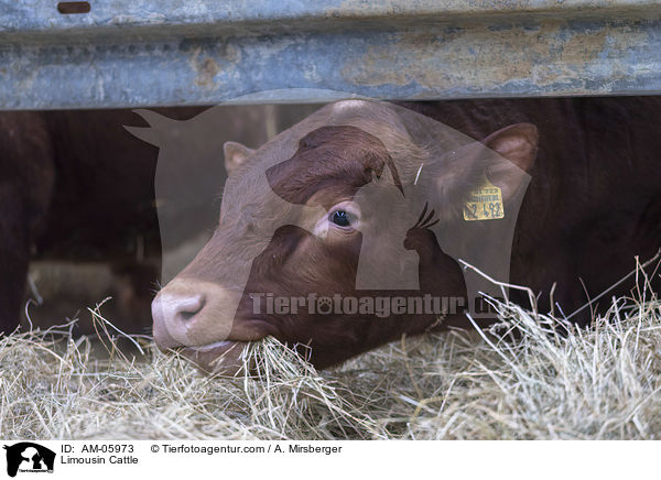 Limousin Cattle / AM-05973