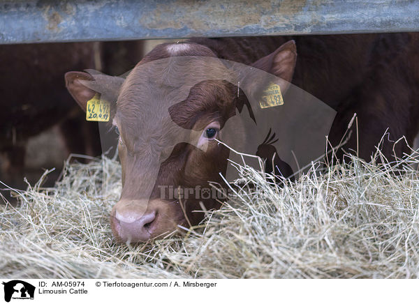 Limousin / Limousin Cattle / AM-05974