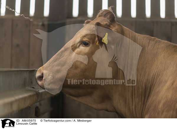 Limousin Cattle / AM-05975