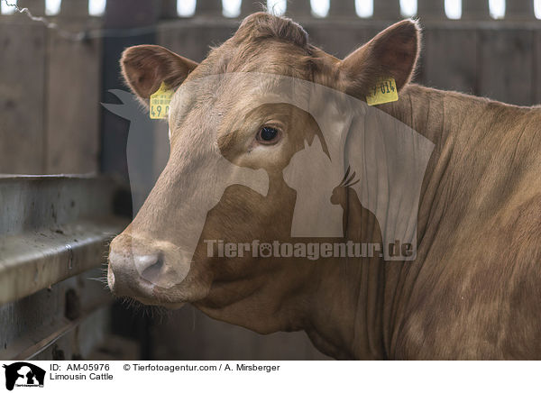 Limousin Cattle / AM-05976