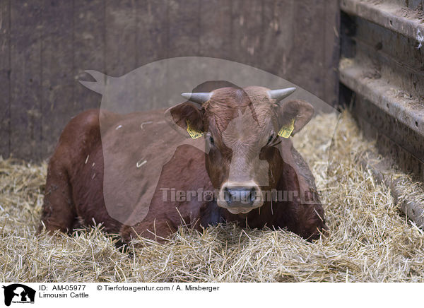 Limousin Cattle / AM-05977