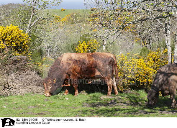standing Limousin Cattle / SBA-01088