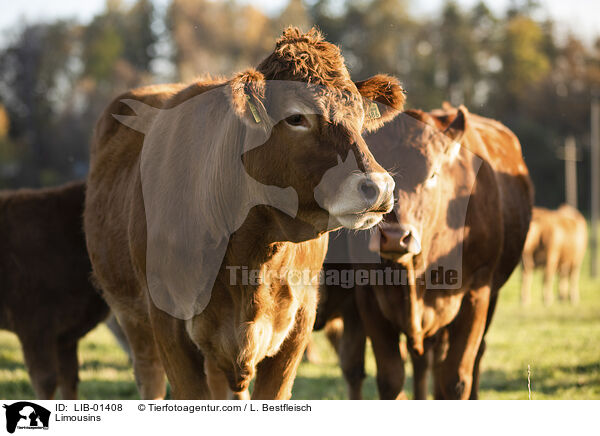 Limousins / LIB-01408