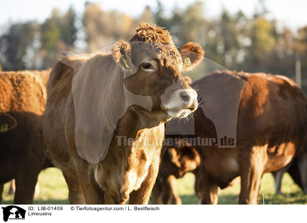 Limousins / LIB-01409