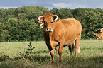 Limousin