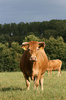 Limousin