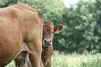 Limousins