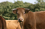 Limousin Portrait